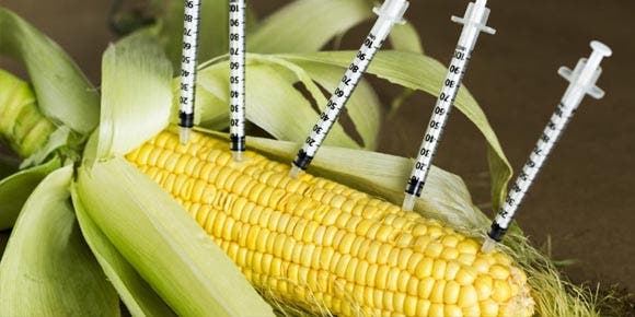 Mexico and the US will study transgenic corn to ensure that it is not at risk for human consumption
