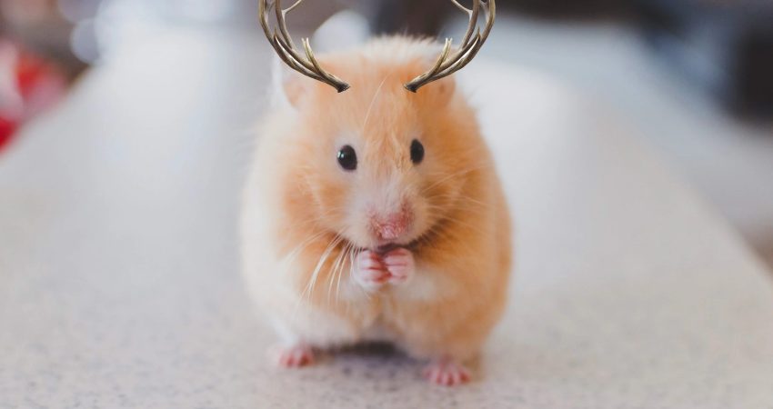 They create mice with deer antlers